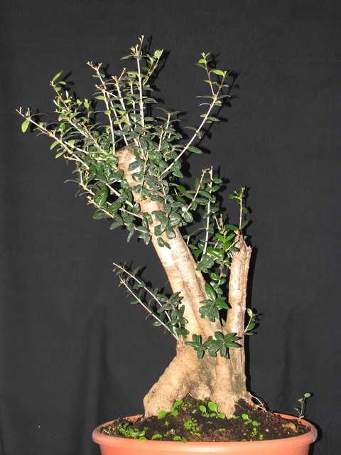 [bonsai+1291.jpg]