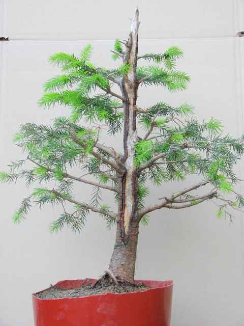 [bonsai+447.jpg]