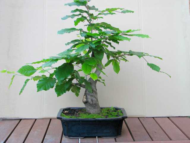 [bonsai+434.jpg]