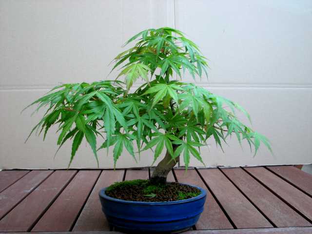 [bonsai+302.jpg]