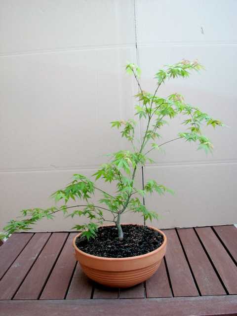 [bonsai+293.jpg]