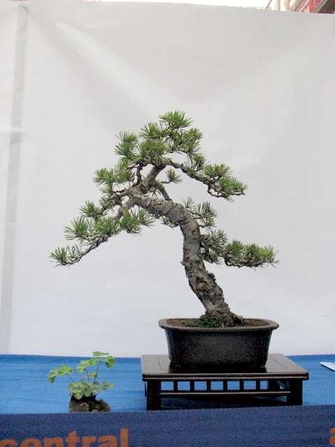 [bonsai+581aa.jpg]
