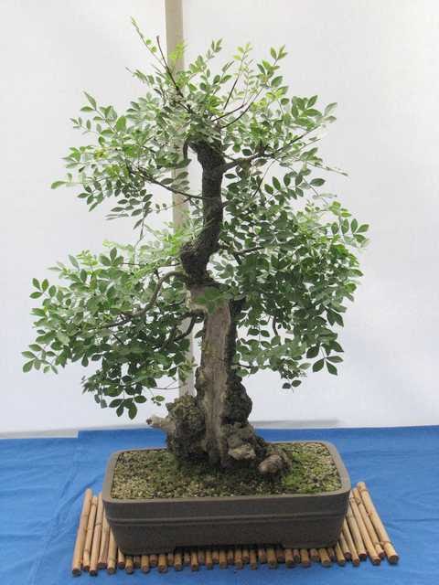 [bonsai+654.jpg]