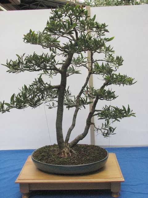 [bonsai+656.jpg]