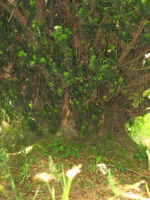 [bonsai+702.jpg]