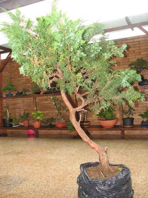 [bonsai+736a.jpg]