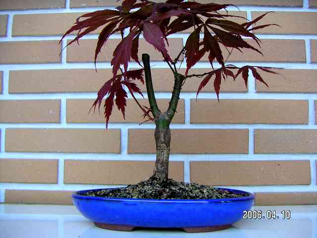 [bonsai+418.jpg]