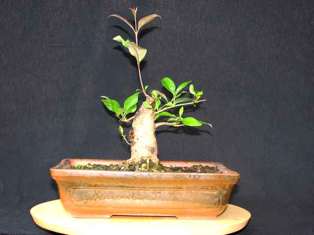 [bonsai+855a.jpg]