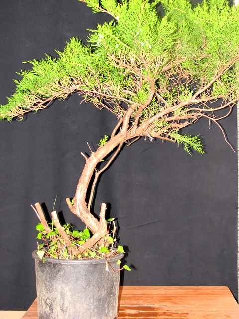 [bonsai+782.jpg]