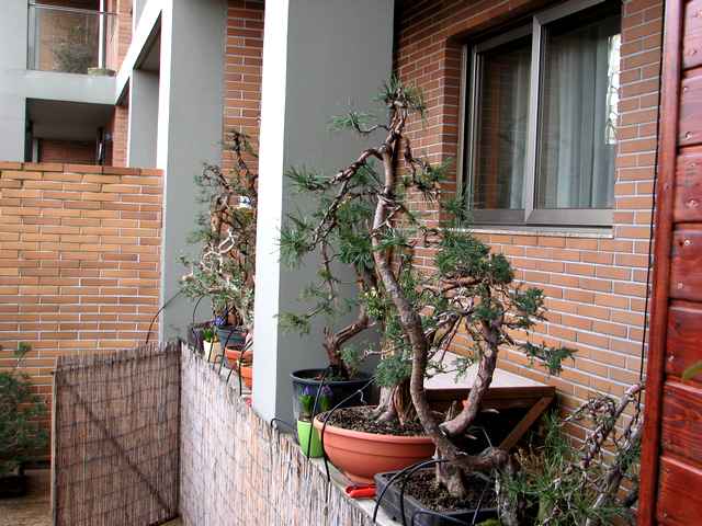 [bonsai+1649.jpg]