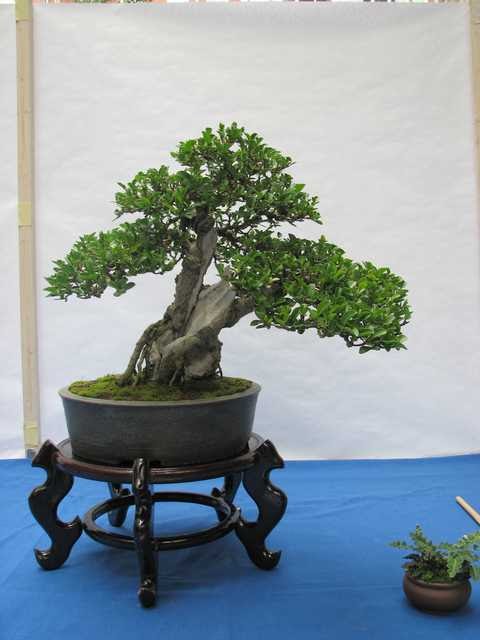 [bonsai+2078.jpg]