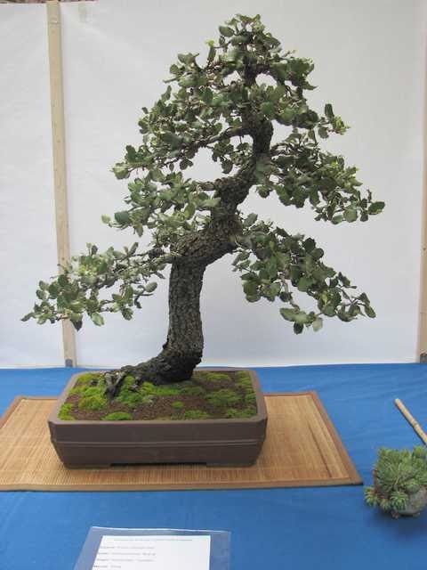 [bonsai+2080.jpg]