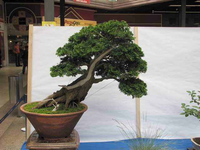 [bonsai+2121.jpg]