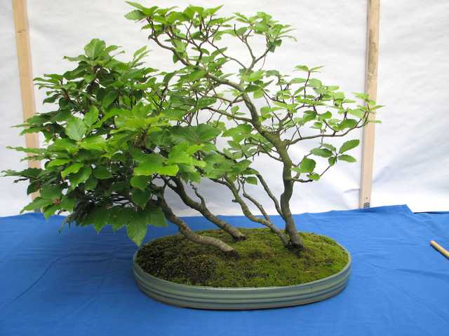 [bonsai+2135.jpg]