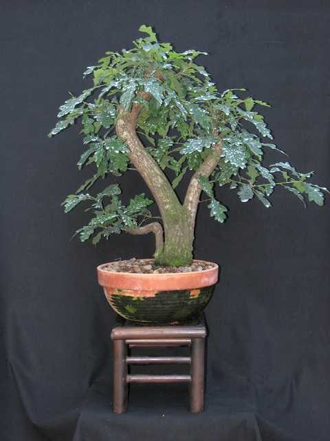 [bonsai+2294.jpg]