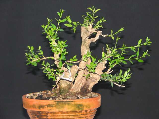 [bonsai+2344.jpg]