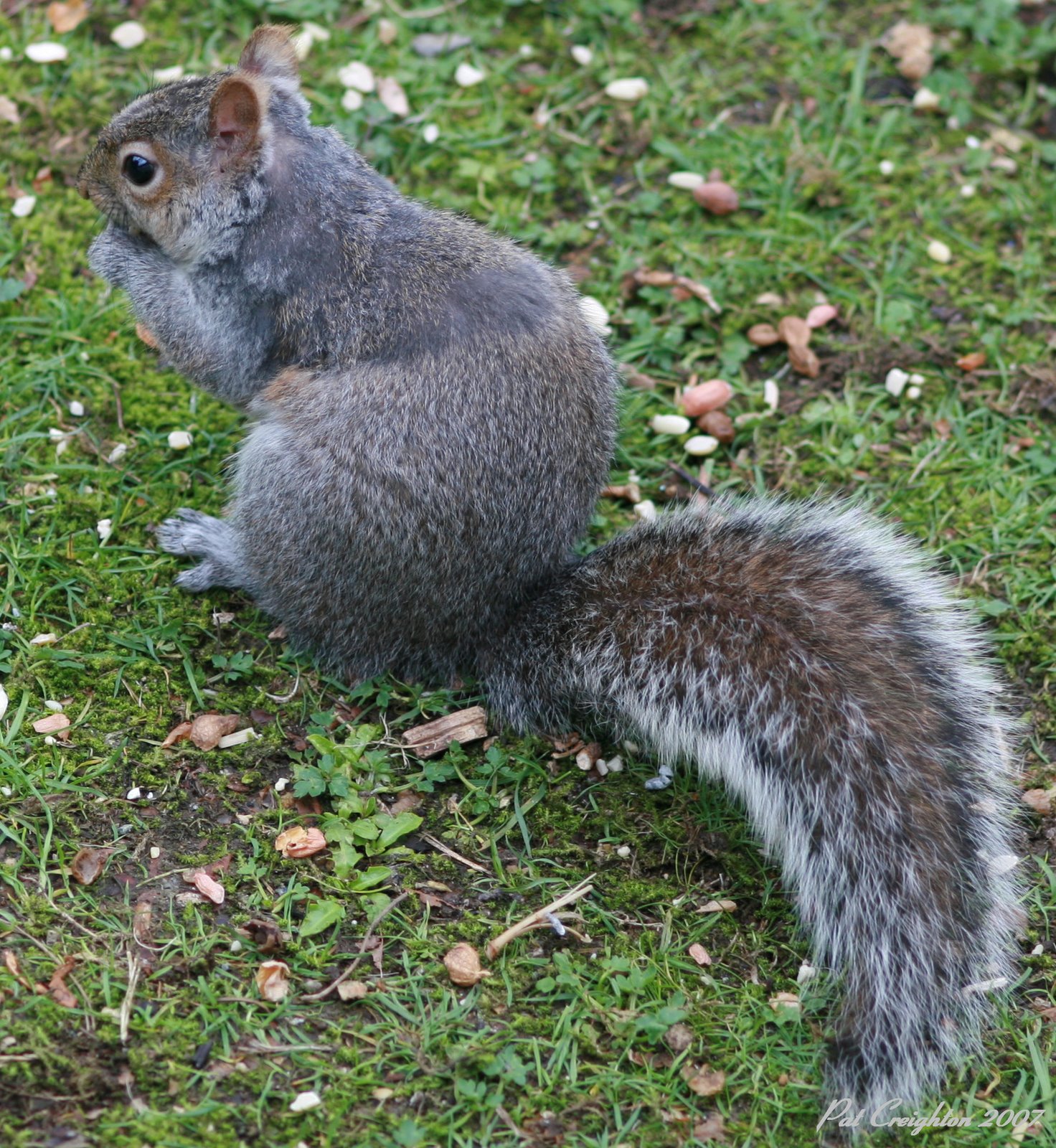 [Grey+Squirrel.jpg]