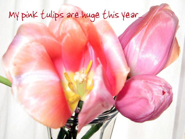[0528-pink+tulips.jpg]