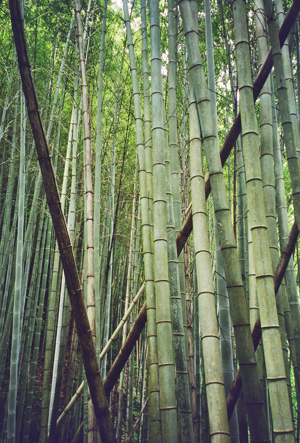 [Bambus+2.jpg]