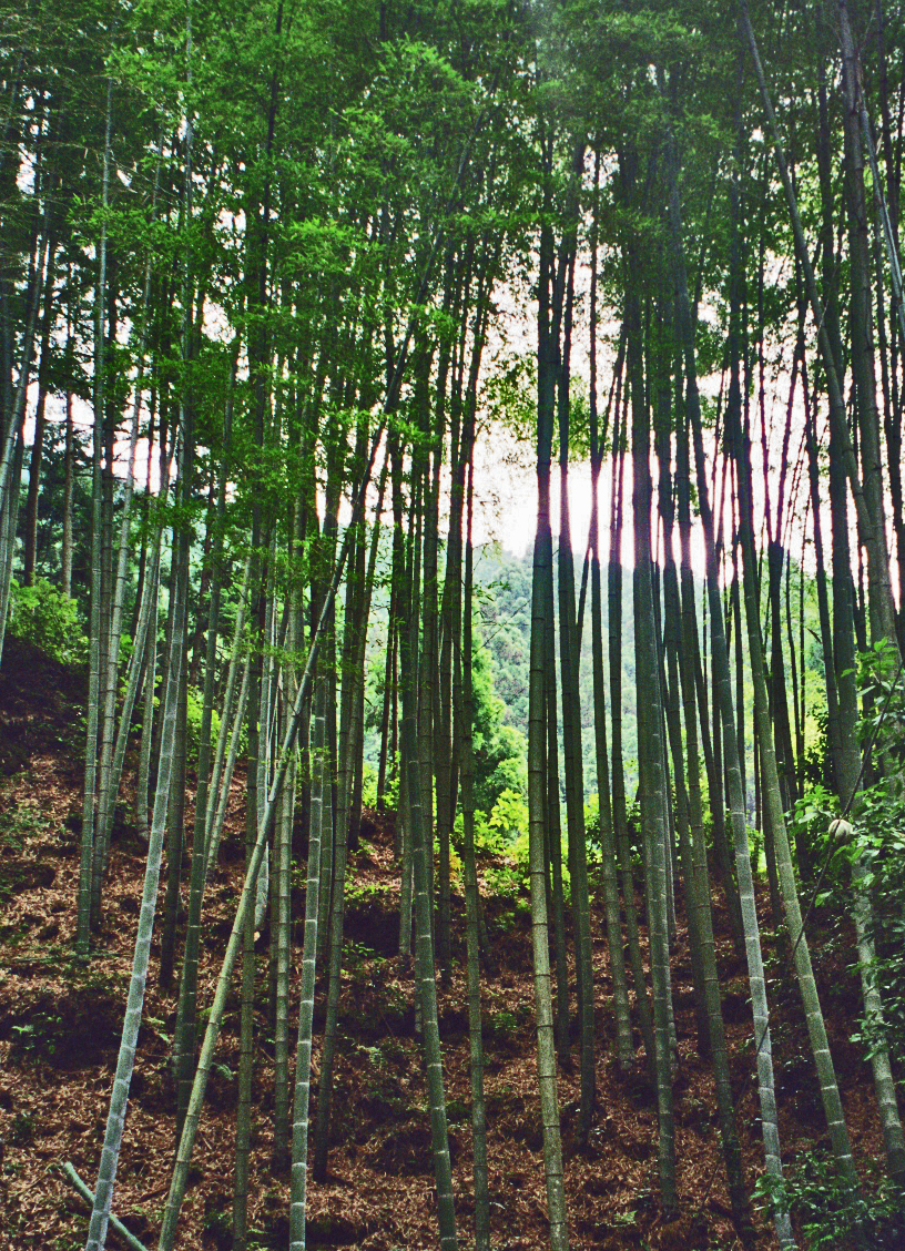 [Bambus+1.jpg]