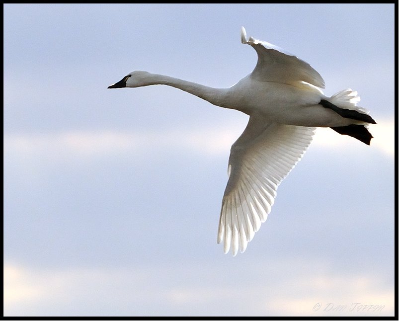 [Swan+In+Flight+-+Blog+-+Crop+-++Aylmer+-+DSC_0746.jpg]