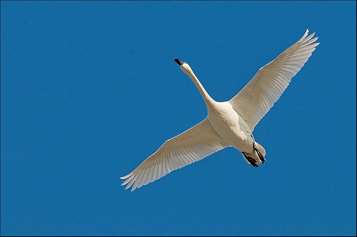 [Single+Swan+In+Flight+-+BLOG+-+Wings+Wide+-+Aylmer+-+20080331+-+DSC_2008.jpg]
