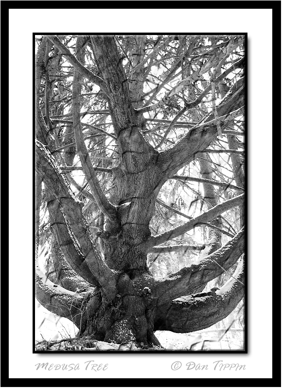 [Medusa+Tree+-+BLOG+-+Old+Spurce+Tree+-+DSC_8934.jpg]