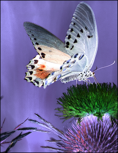 [Black+Swallow+Butterfly+-+Blog+-+Color+Negative+-+DSC_4520.jpg]