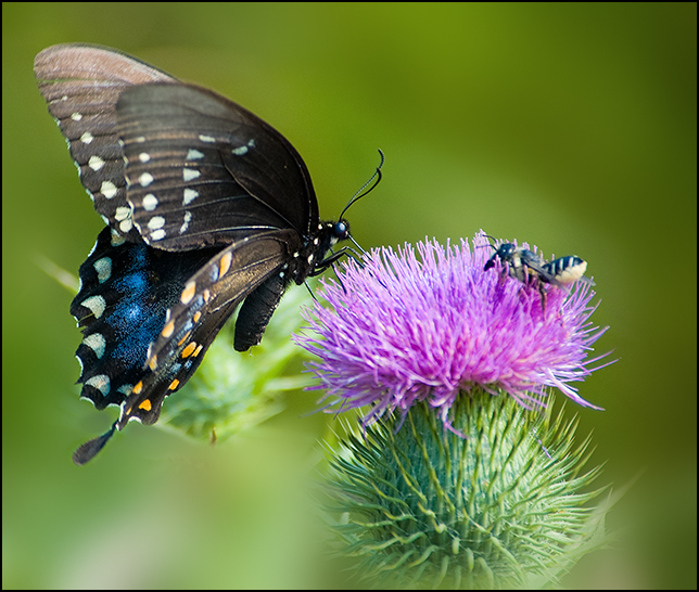 [Butterfly+Black+-+BLOG-+Fingal+WMA+-+DSC_4463.jpg]