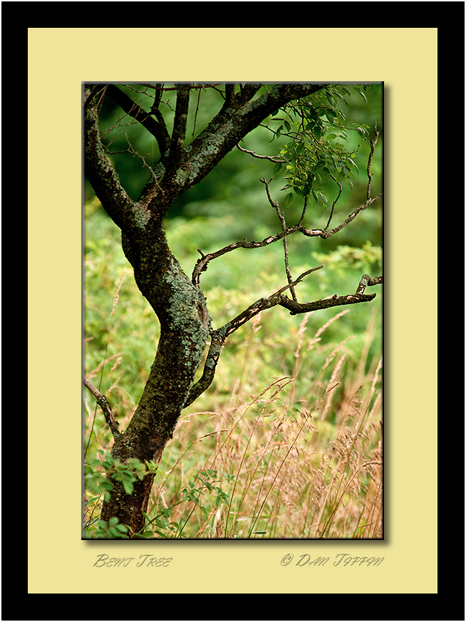 [Bent+Tree+-+Blog+-+Fingal+Wildlife+Management+Area+-+20070814+-+DSC_5572.jpg]