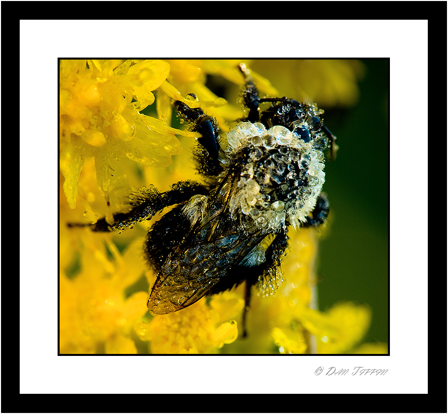 [Wet+Bee+On+Flower+-+BLOG+-+Fingal+WMA+-+DSC_8380.jpg]