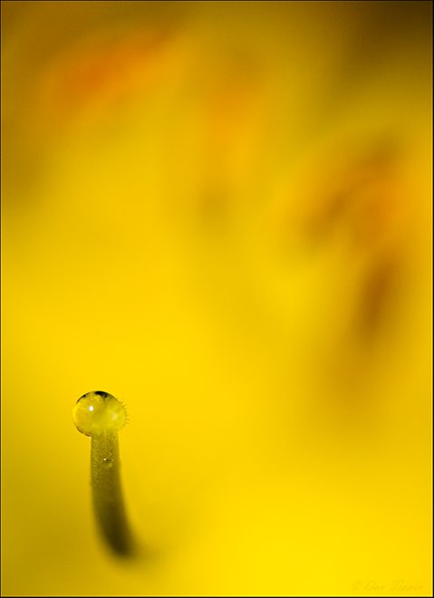 [Drop+On+Stamen+Yellow+Flower+-+1024+-+Layered+-+Yard+-+D300+-+20080628+-+DSC_6766.jpg]