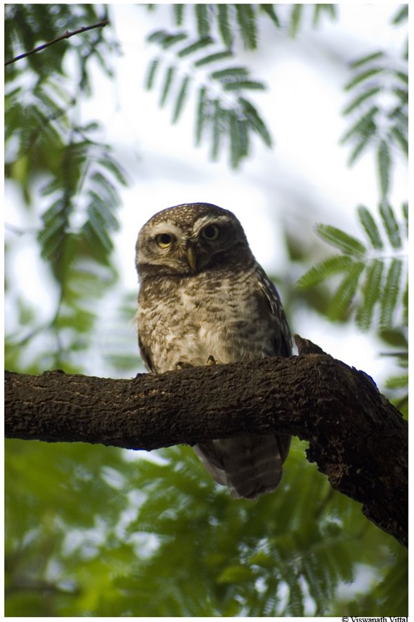 [Spotted-Owlet.jpg]