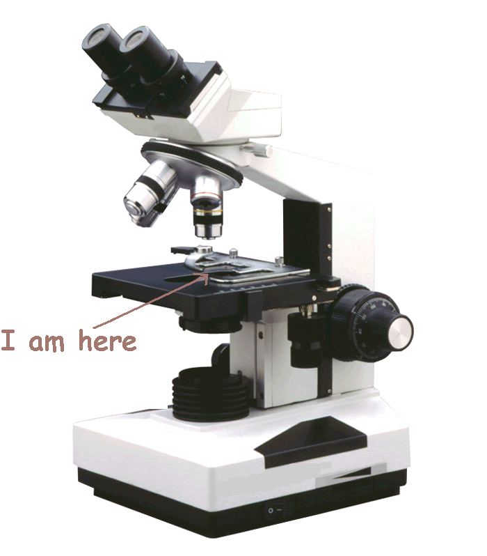 [microscope.gif]