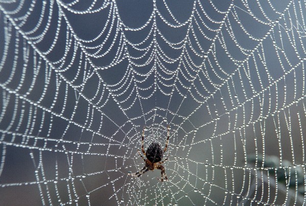 [spider-web-with-dew.jpg]