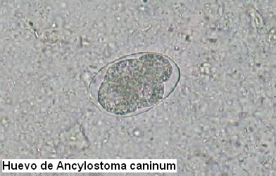 [Huevo+de+Ancylostoma+caninum.JPG]