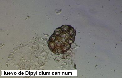[Huevo+de+Dipylidium+caninum.JPG]