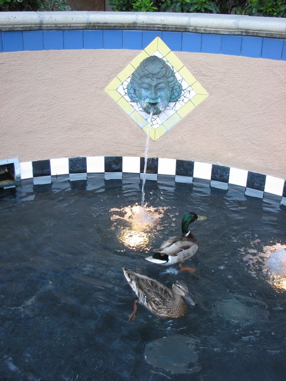 [ducks_fountain.jpg]