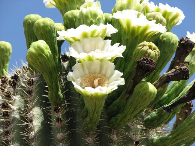 [cactus_flower_white2.jpg]