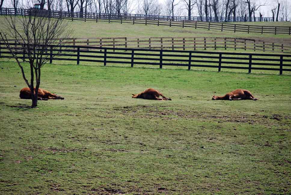[horses+sleeping+010.jpg]