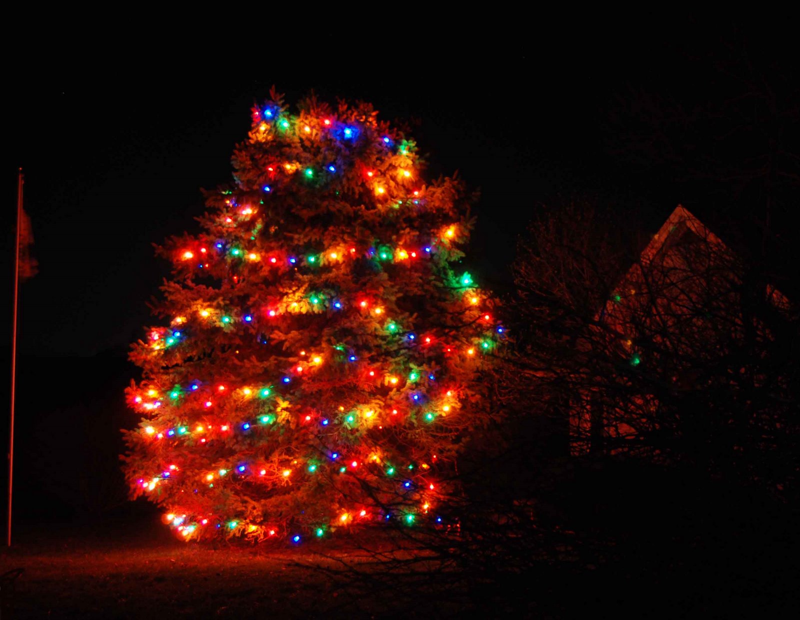 [Big+Tree+Lights.jpg]