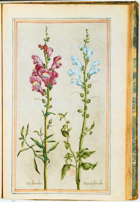 Muflier (antirrhinum) gravure couleur ancienne