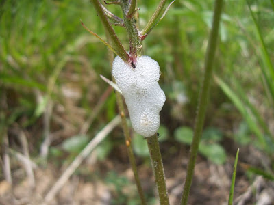 Ecume de Cercope ou écume printannière ou crachat de coucou, formée par la larve du Cercope