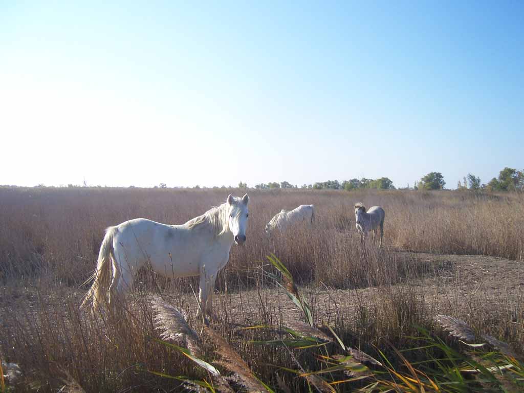 [chevaux-camarguais.JPG]