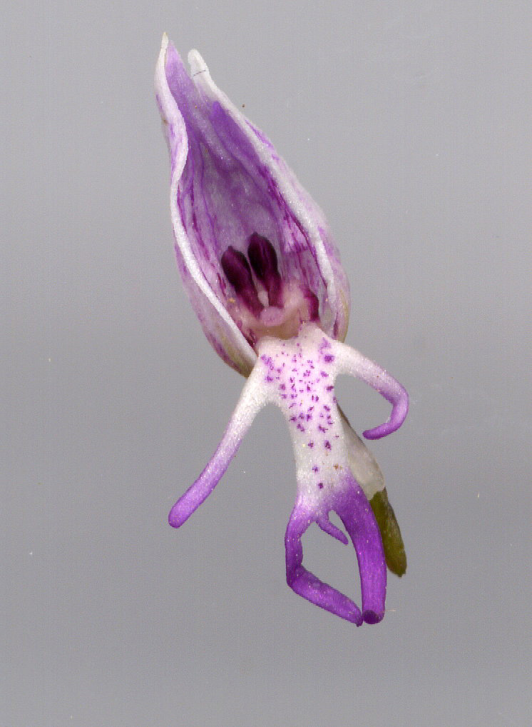 [Orchidee+orchis+singe_6+-+copie.jpg]