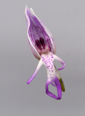 Fleur d'orchidée : orchis singe - étrange et spectaculaire