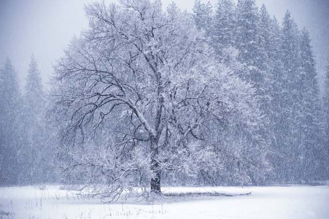 [winter+tree.JPG]