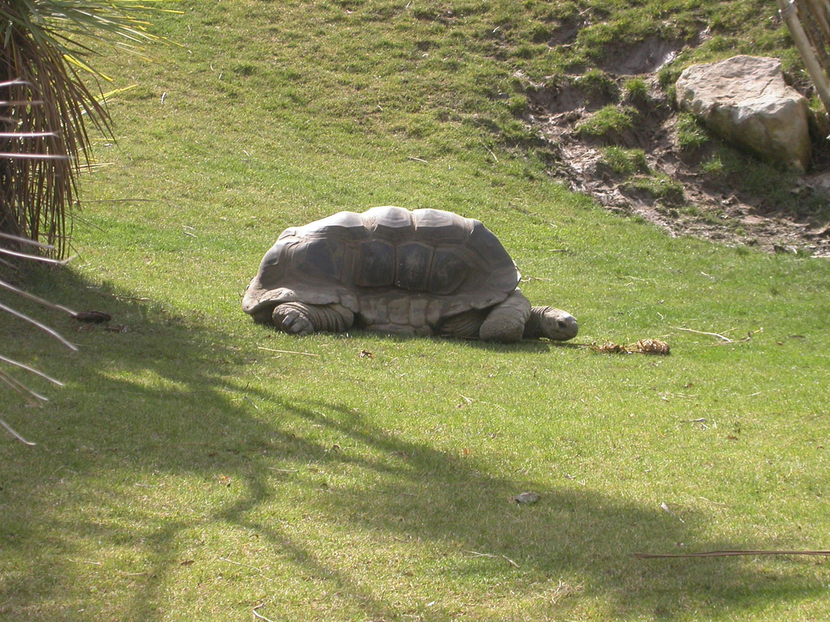 [Oakland+Zoo+Tortoise+-+resting.jpg]