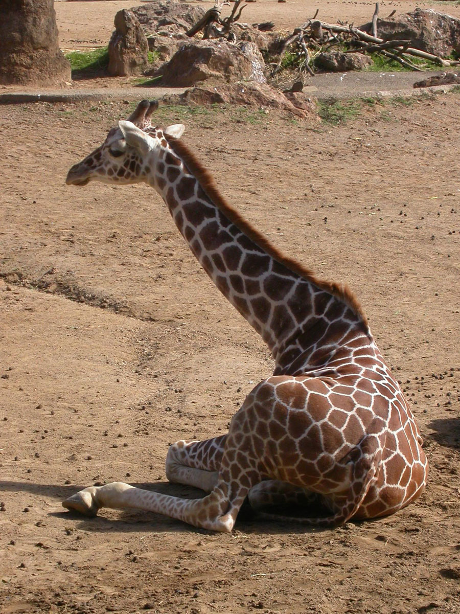 [Oakland+Zoo+Giraffe+-+sitting.jpg]