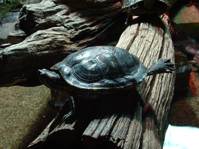 [Turtle+1.JPG]